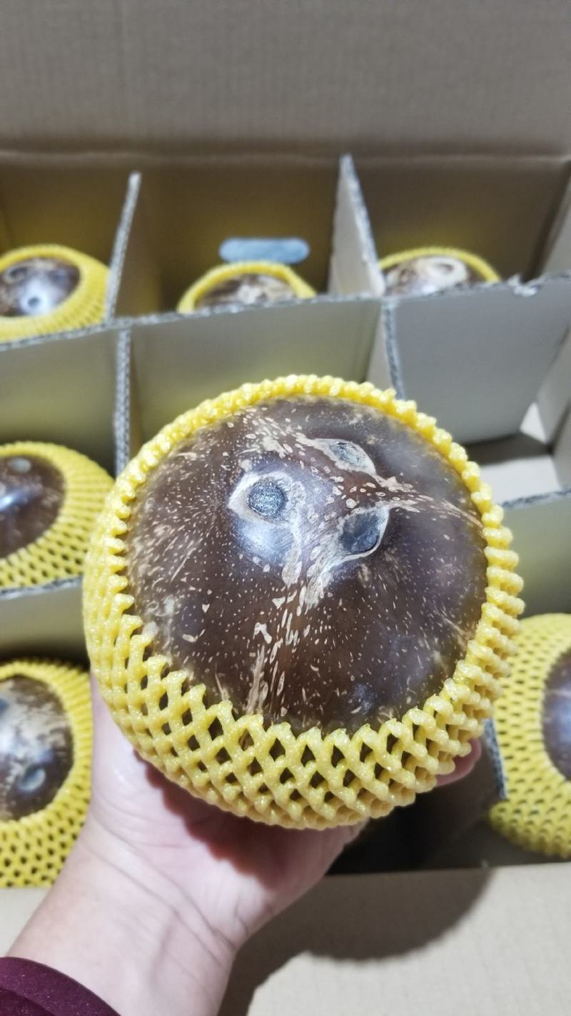 海南椰子厂家直销！一件代发！精品箱装椰皇