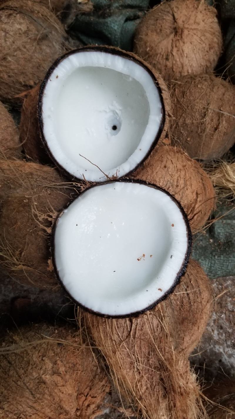 海南椰子厂家直销！一件代发！精品箱装椰皇