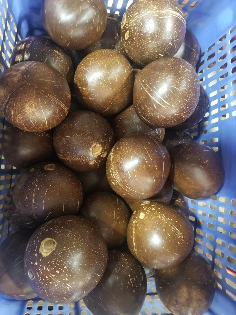 海南椰子厂家直销！一件代发！精品箱装椰皇