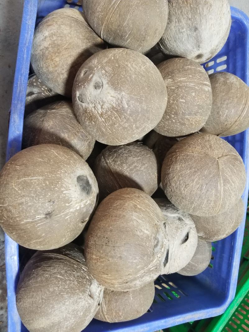 海南椰子厂家直销！一件代发！精品箱装椰皇