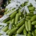 西葫芦，冷暖棚西葫芦，绿皮西葫芦，碧绿西葫芦，老西葫芦