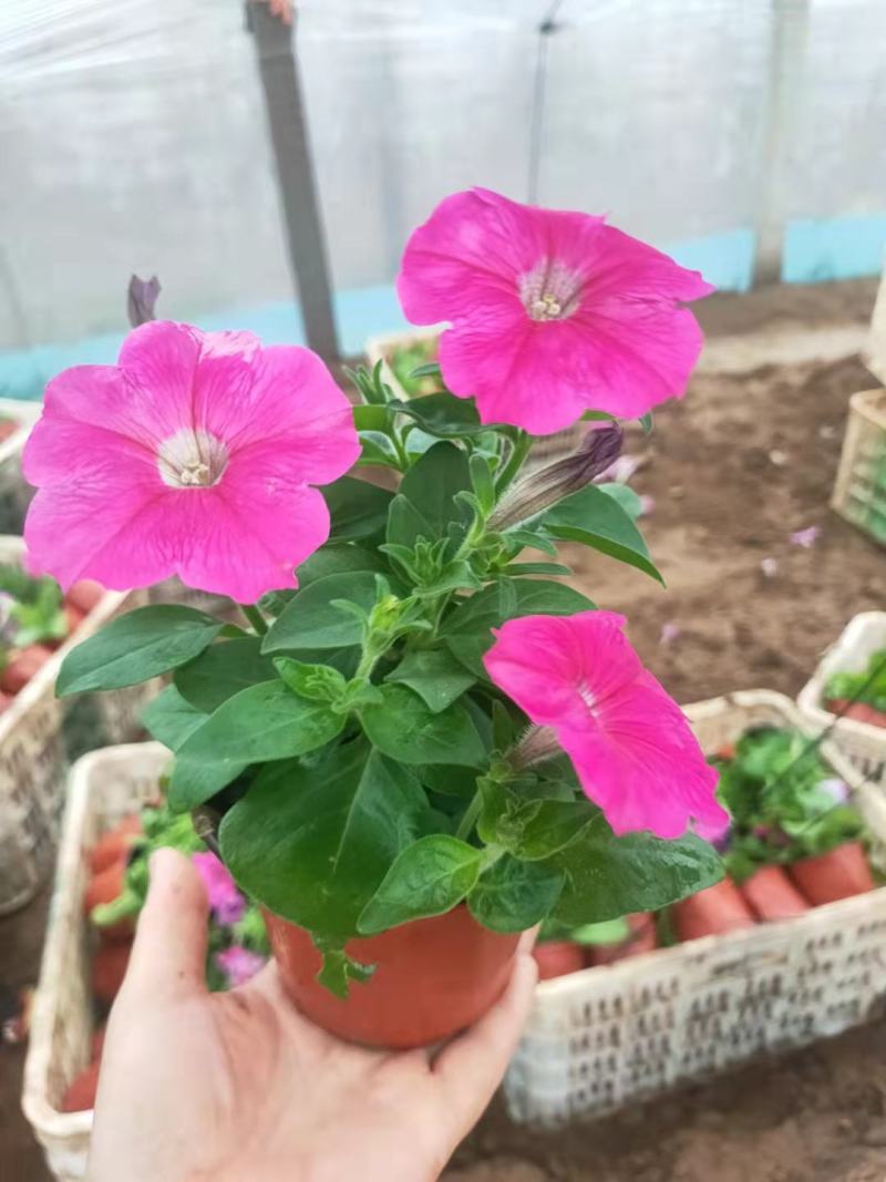 山东牵牛花基地，供应各种牵牛花，颜色多规格全质量好价格低