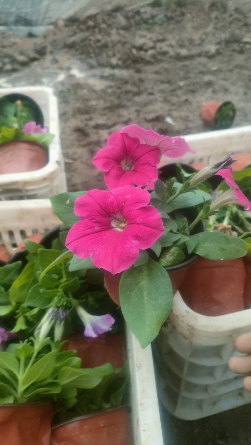 山东牵牛花基地，供应各种牵牛花，颜色多规格全质量好价格低