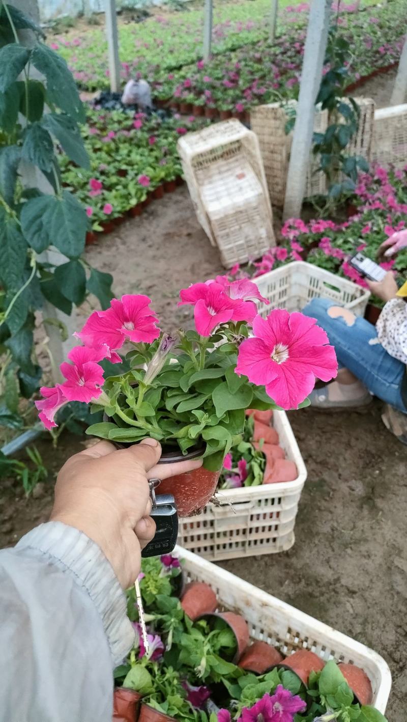 山东牵牛花基地，供应各种牵牛花，颜色多规格全质量好价格低