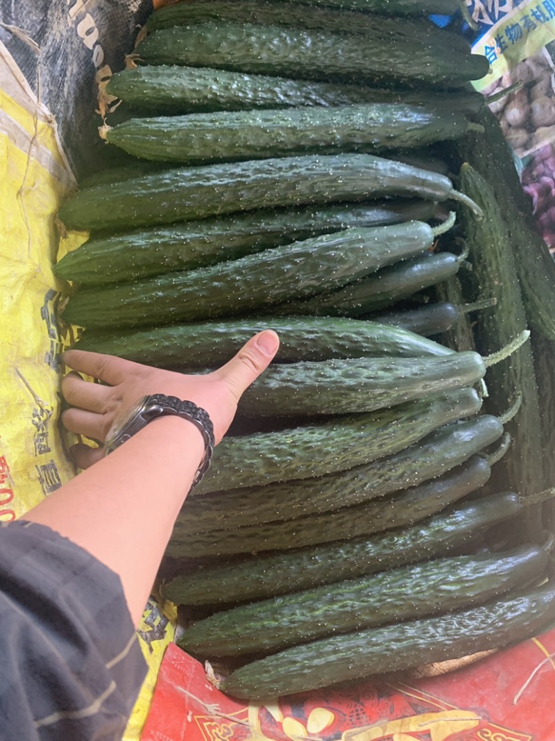 云南刺黄瓜大量上市中。货源充足，品质优越，产地直发，
