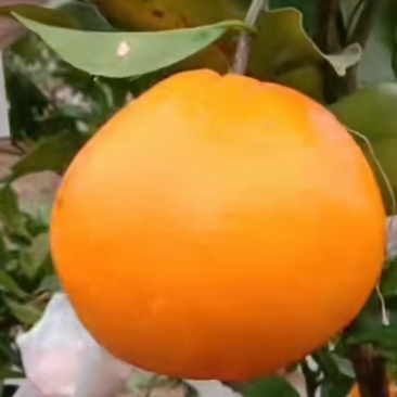 耙耙柑