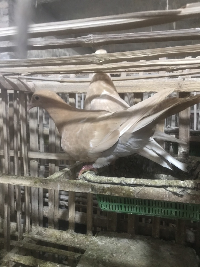 精品乳鸽，淘汰老鸽活体批发。原养殖基地直供货源……