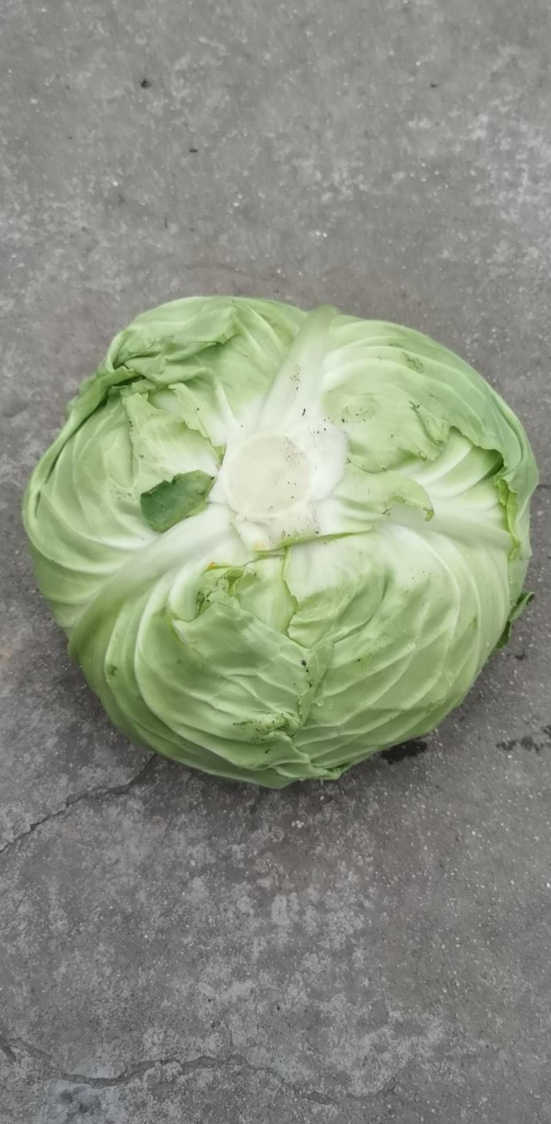 甘蓝，跌头，脆包菜