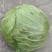 甘蓝，跌头，脆包菜