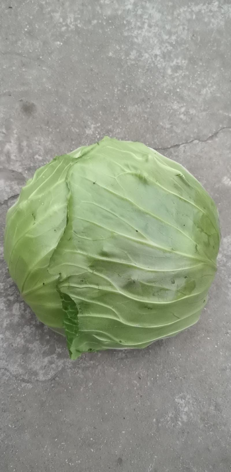 甘蓝，跌头，脆包菜