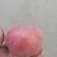 【现货直发】红富士苹果（烟富2、烟富6）正在大量热卖中