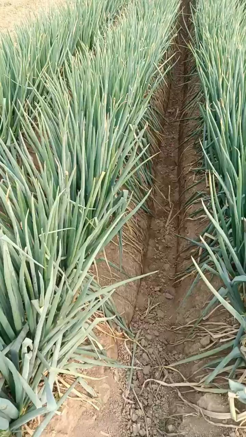 大葱，刚葱，长白，河南商丘大量现货供应各种规格优质大葱，