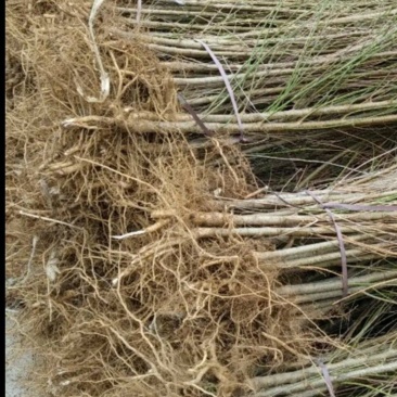 【包存活】占地毛桃苗,粘木嫁接桃树,南北方种植现挖先发