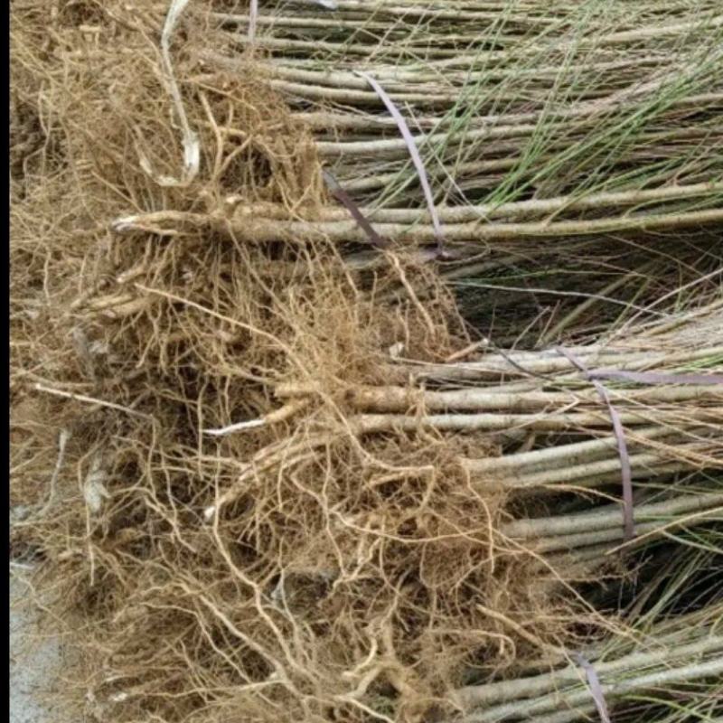 【包存活】占地毛桃苗，粘木嫁接桃树，南北方种植现挖先发