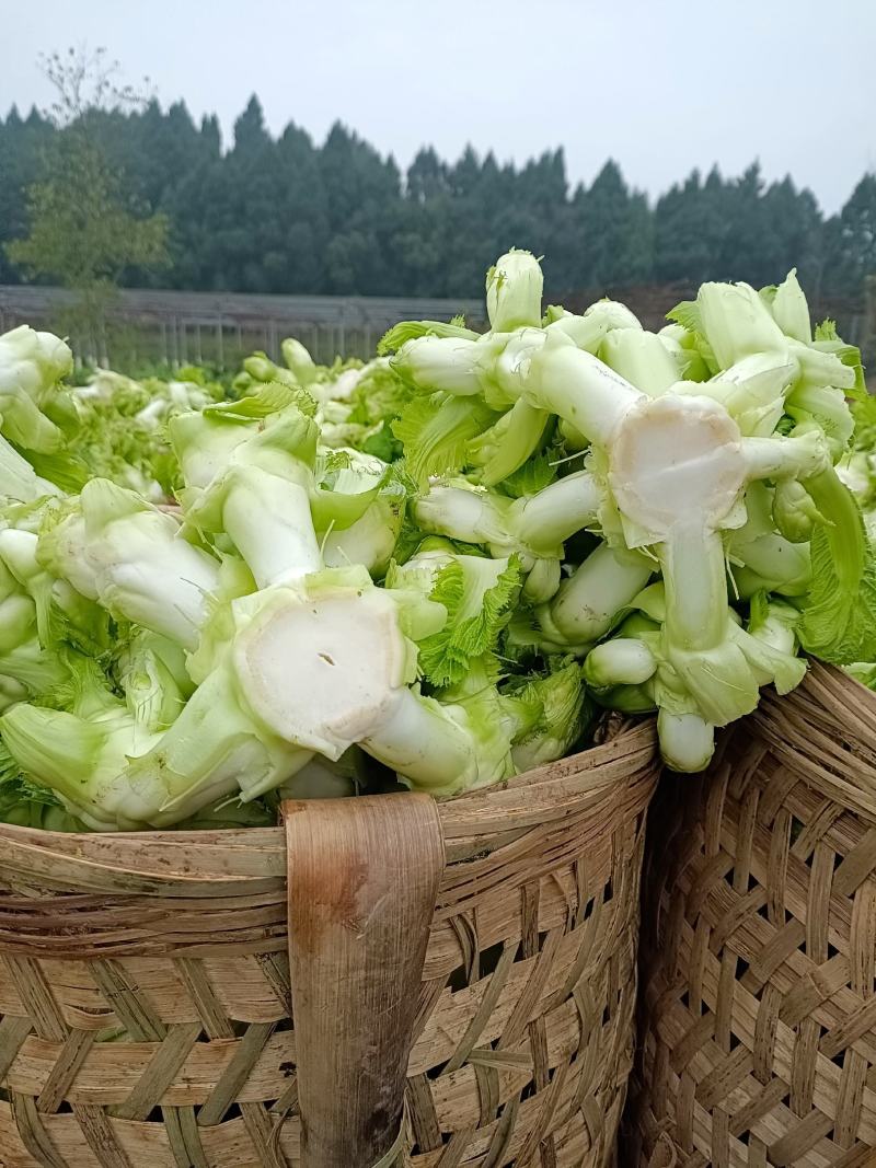 儿菜