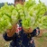 儿菜