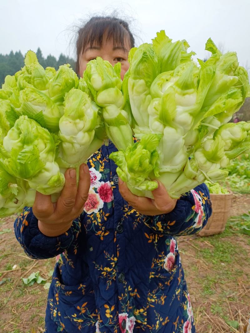 儿菜