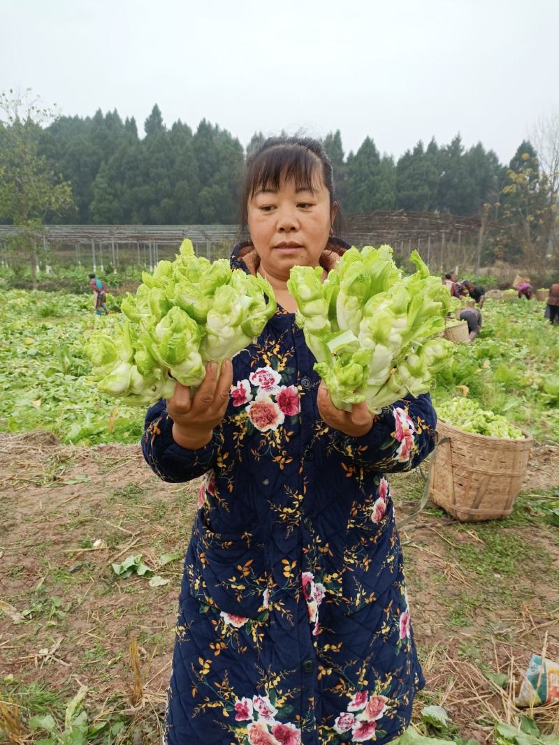 儿菜