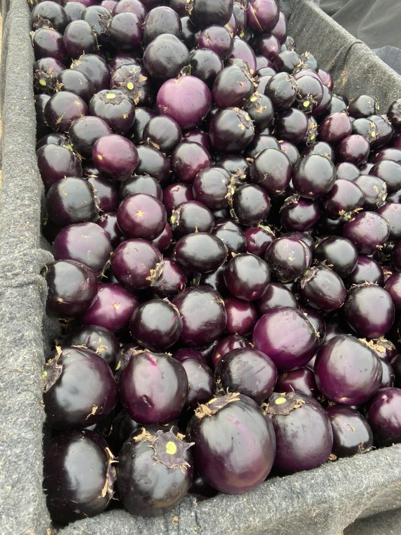 紫光圆茄产地，一二三级，供应超市批发市场电商团购。