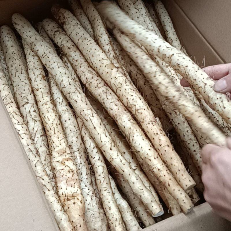 白山药小白嘴，精品网袋大量供应有需要的老板联系