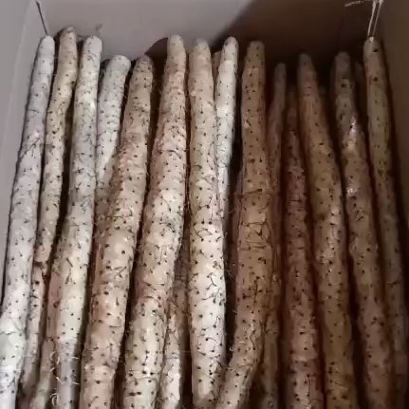 白山药小白嘴，精品网袋大量供应有需要的老板联系