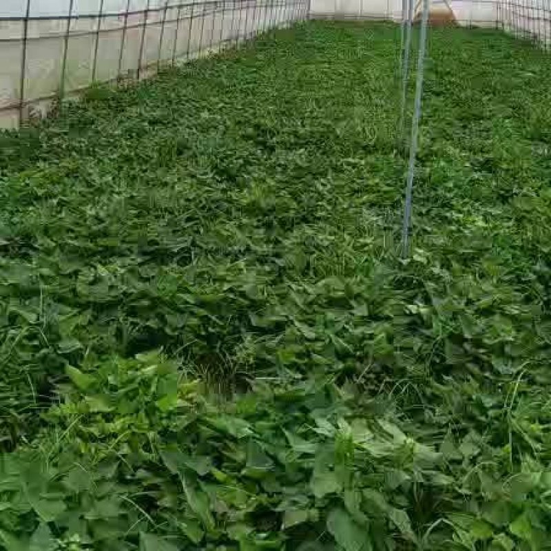 脱毒西瓜红大田苗，保质保量，欢迎新老客户光临指导