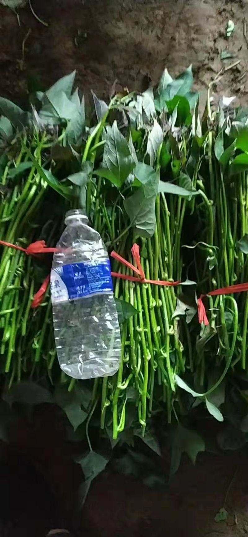 脱毒商19，西瓜红大田苗，小小脱毒薯，成就大财富