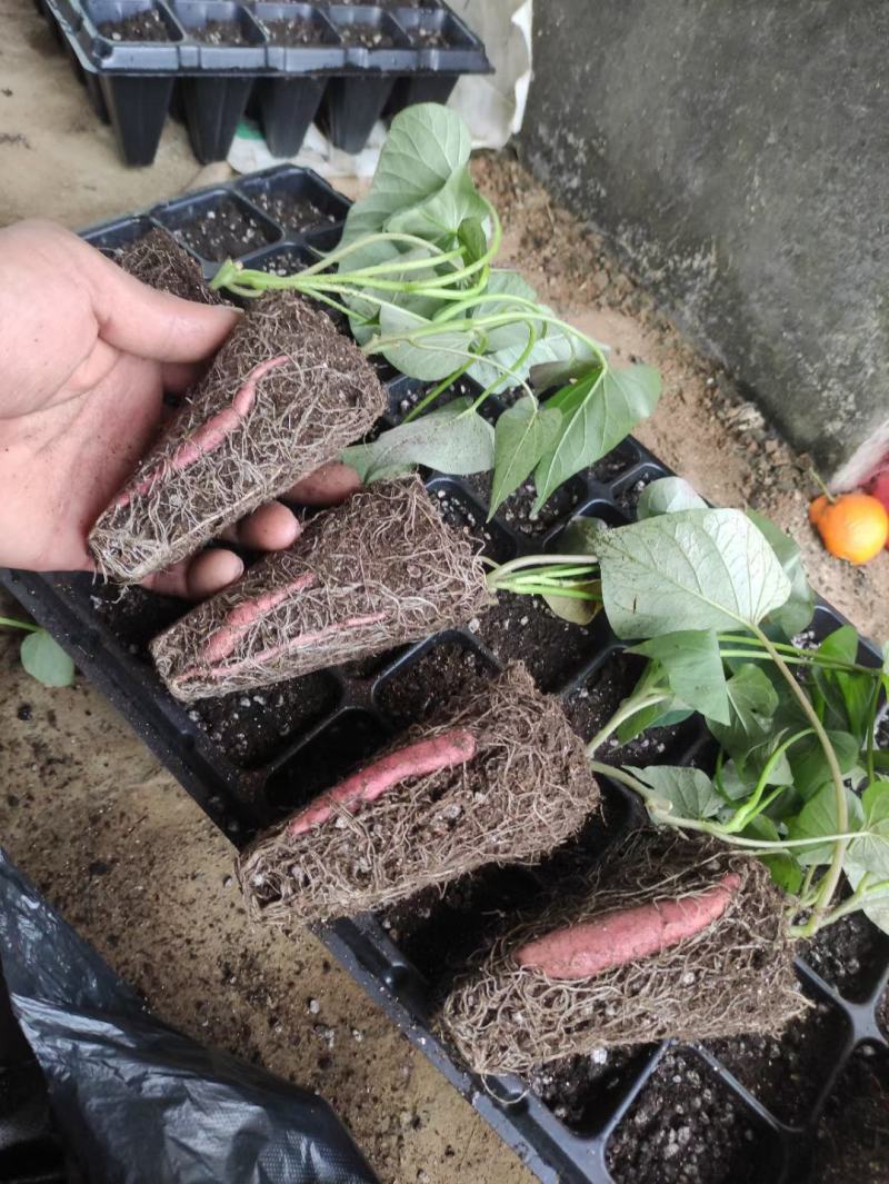 脱毒商19，西瓜红大田苗，小小脱毒薯，成就大财富
