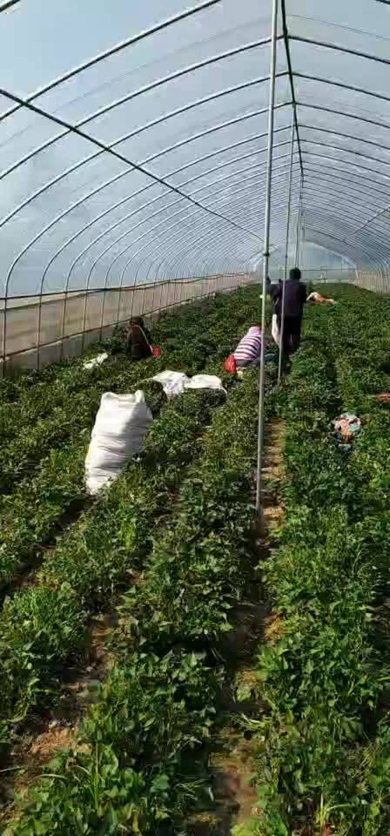 脱毒商19，西瓜红大田苗，小小脱毒薯，成就大财富