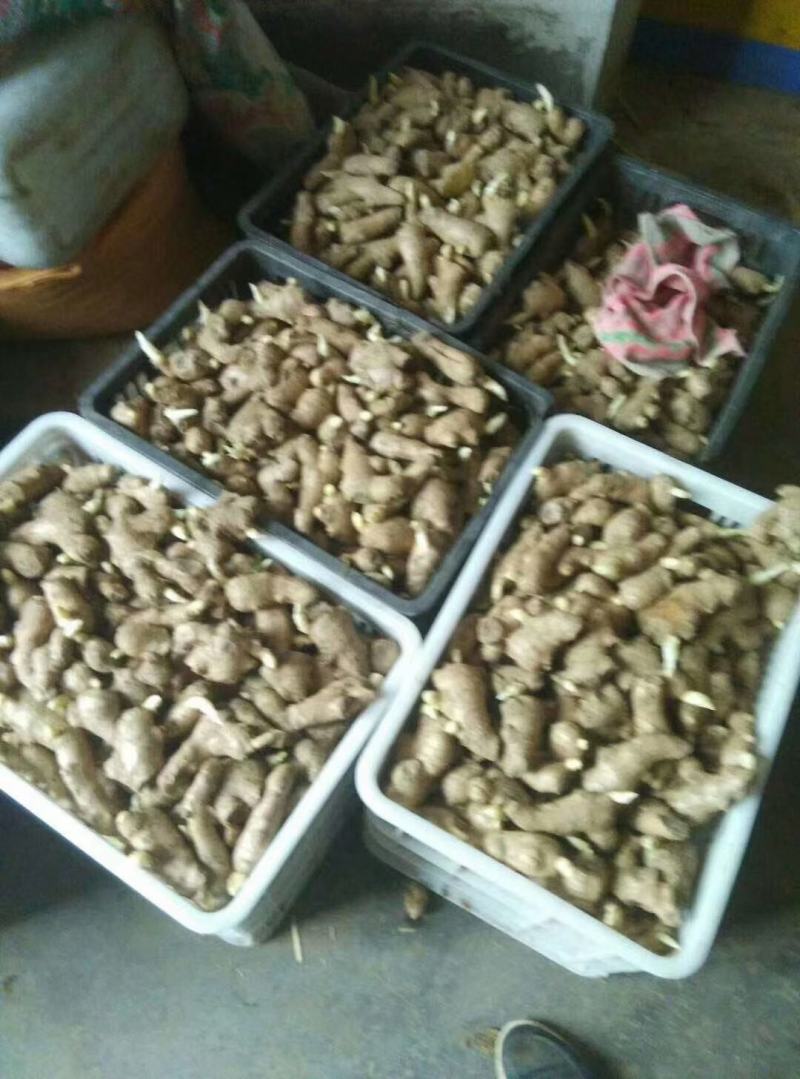 【368高产王山东二号脱毒姜种】产地行情亩产高专业指导