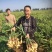【368高产王山东二号脱毒姜种】产地行情亩产高专业指导
