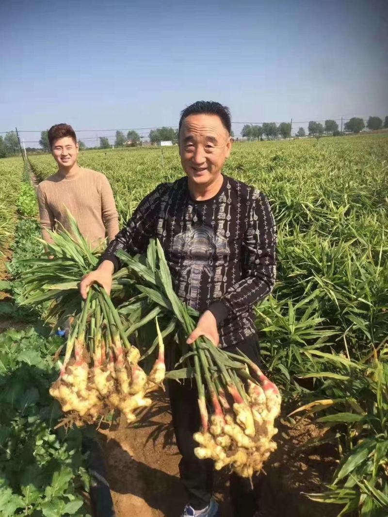 【368高产王山东二号脱毒姜种】产地行情亩产高专业指导