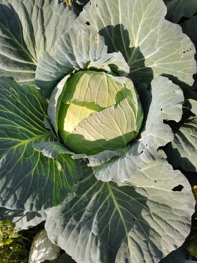 现有100吨包菜上市