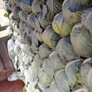 现有100吨包菜上市