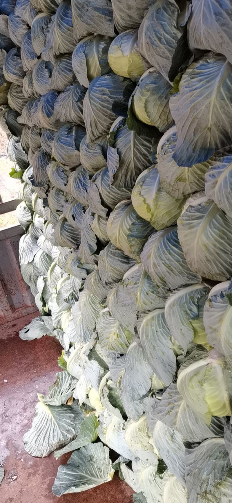 现有100吨包菜上市
