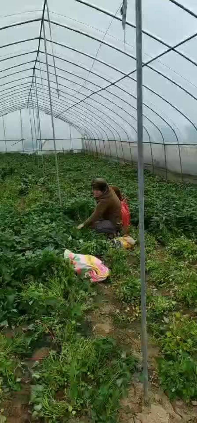 脱毒大田西瓜红薯苗，脱毒商薯19红薯苗（大田苗）