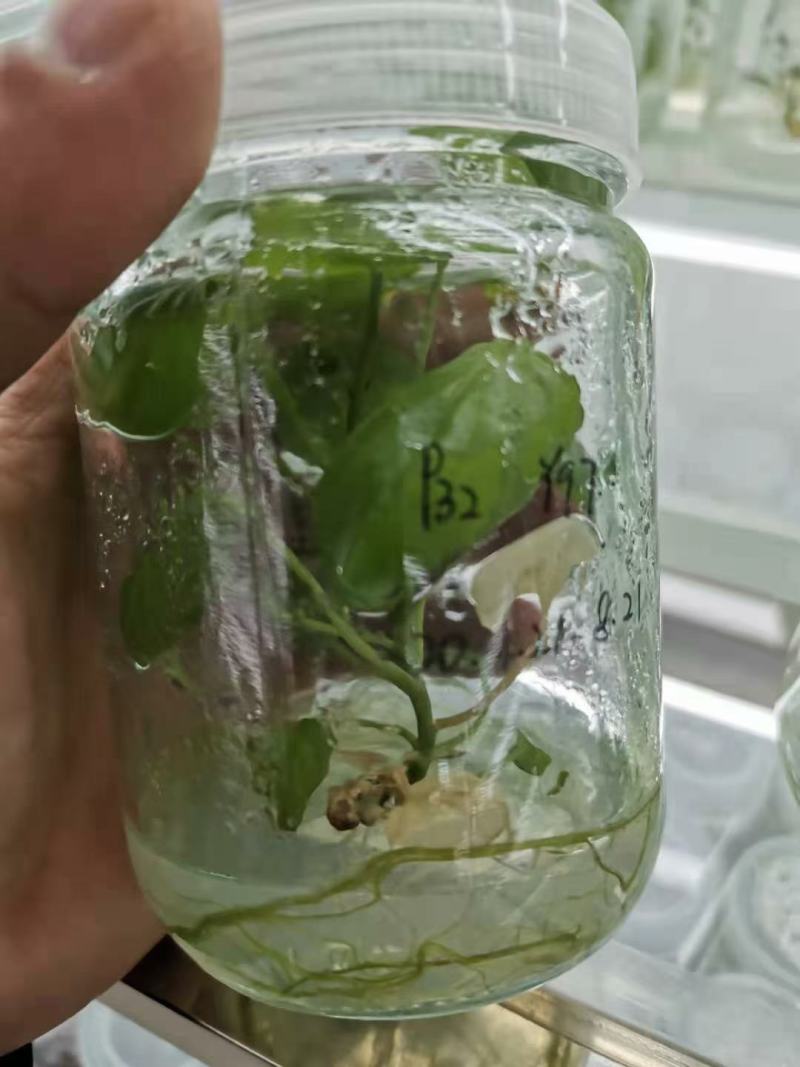 脱毒大田西瓜红薯苗，脱毒商薯19红薯苗（大田苗）