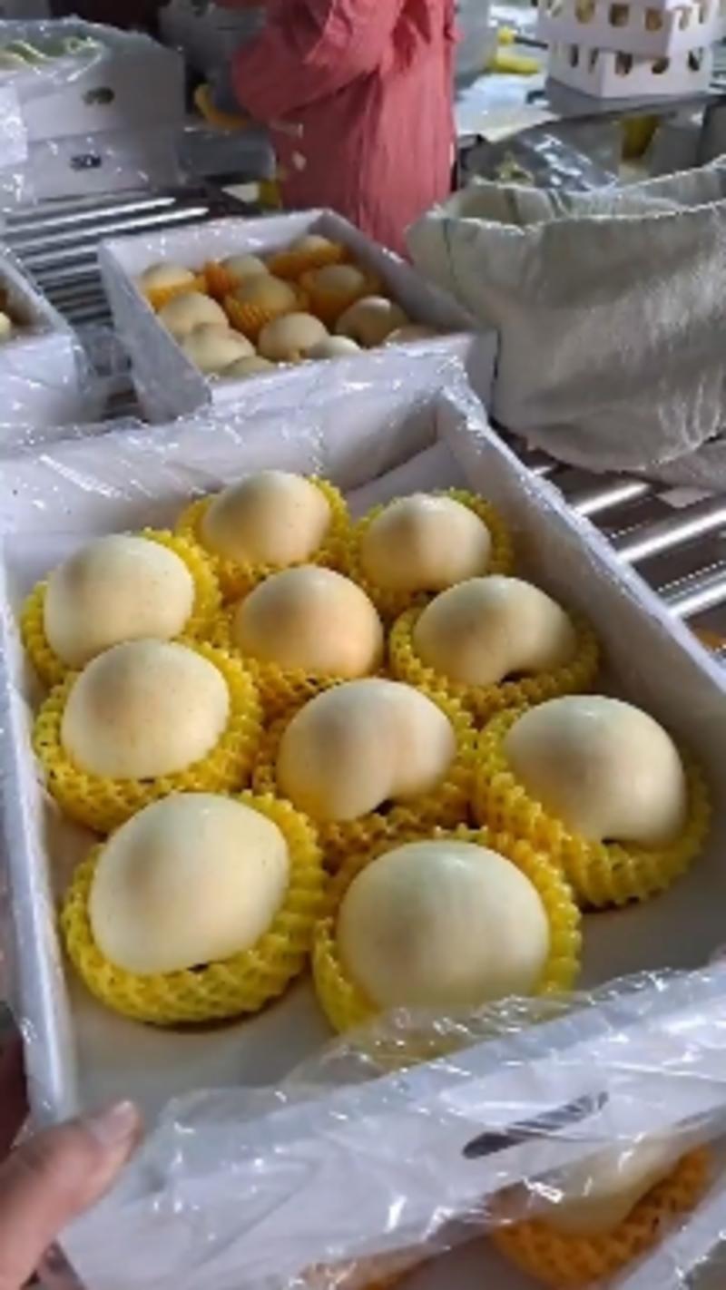 山东烟台特产黄金奶油富士苹果9斤装网红产品一件代发