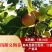 无花果苗波姬红苗盆栽矮化南方北方阳台庭院四季种植当年结