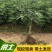 无花果苗波姬红苗盆栽矮化南方北方阳台庭院四季种植当年结