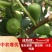 无花果苗波姬红苗盆栽矮化南方北方阳台庭院四季种植当年结