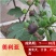 无花果苗波姬红苗盆栽矮化南方北方阳台庭院四季种植当年结
