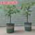 无花果苗波姬红苗盆栽矮化南方北方阳台庭院四季种植当年结