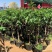 无花果苗波姬红苗盆栽矮化南方北方阳台庭院四季种植当年结