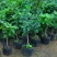 无花果苗波姬红苗盆栽矮化南方北方阳台庭院四季种植当年结