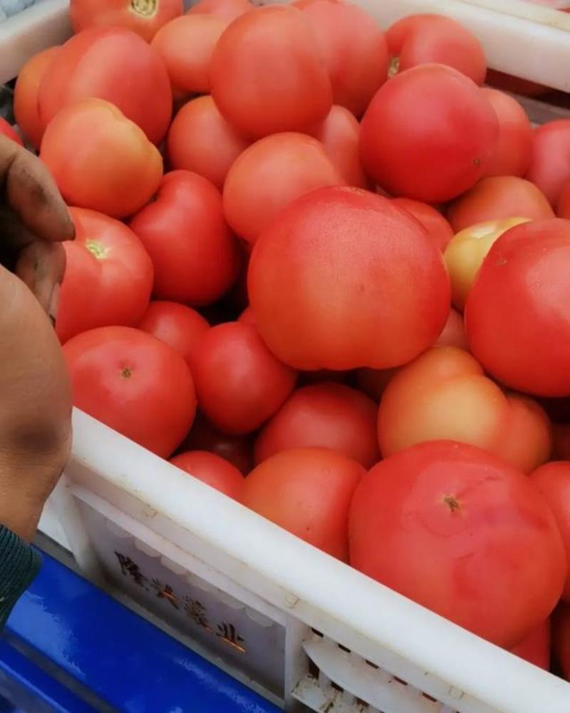 山东西红柿精品【硬粉西红柿】质量好，产地直发供应商超