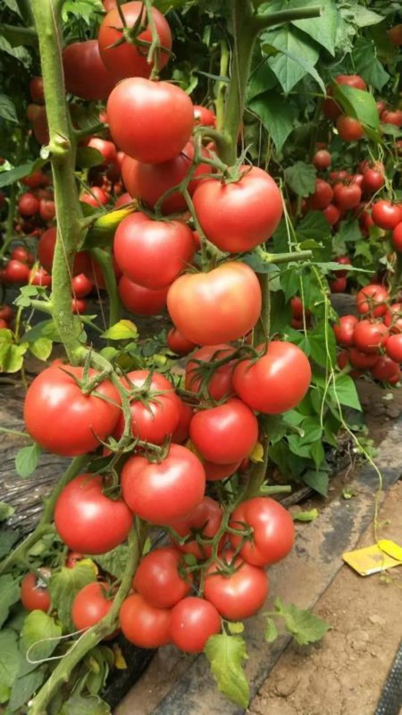 山东西红柿精品【硬粉西红柿】质量好，产地直发供应商超