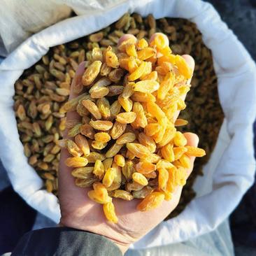 2021年新疆吐鲁番黄色葡萄干批发，颜色好看，颗粒饱满
