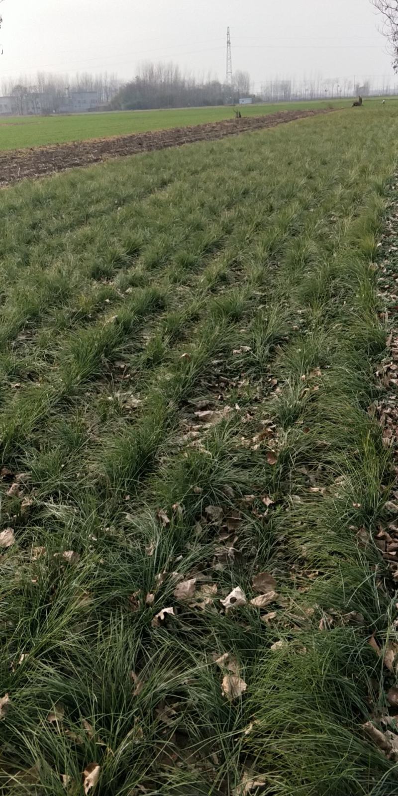 藏红花种苗是绿化苗观赏花苗非常好看香味十足