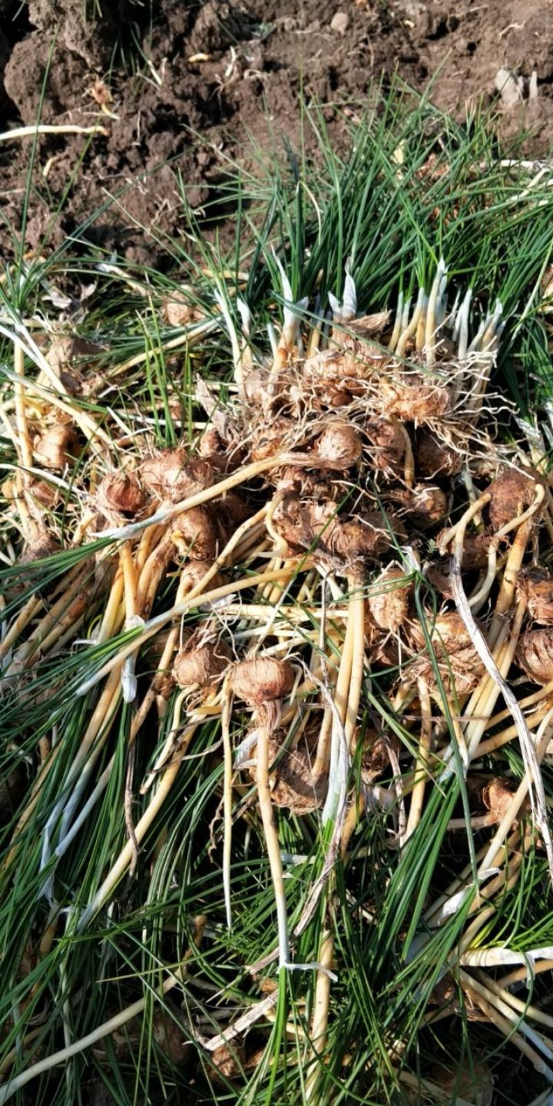 藏红花种苗是绿化苗观赏花苗非常好看香味十足